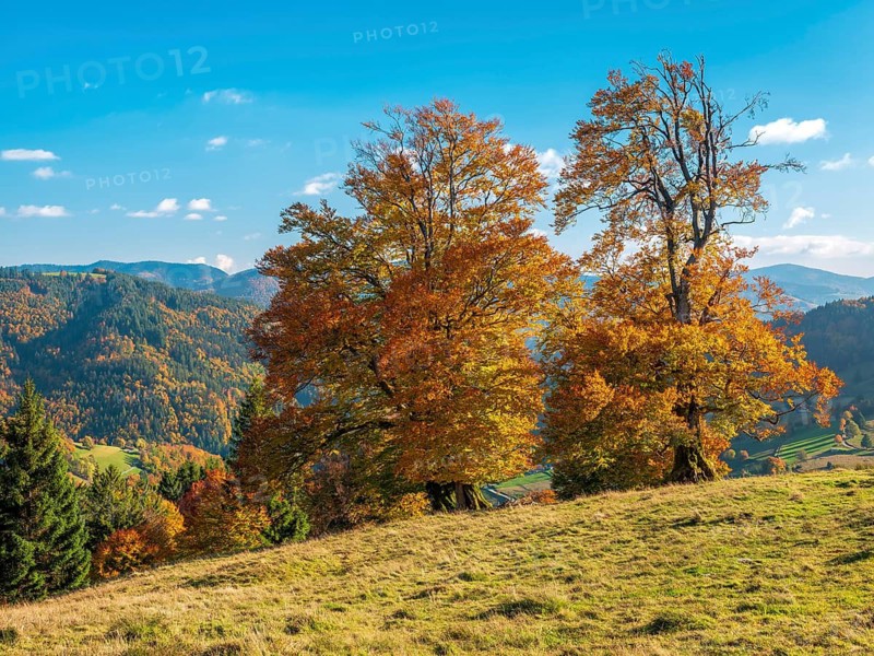 Typical Black Forest landscape with old solitary beech trees in a meadow in autumn under blue sky with fair weather clouds, near Wieden in the Black Forest, Baden-Württemberg, Germany