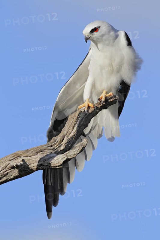Black-shouldered Kite (Elanus axillaris), Western Australia, Australia