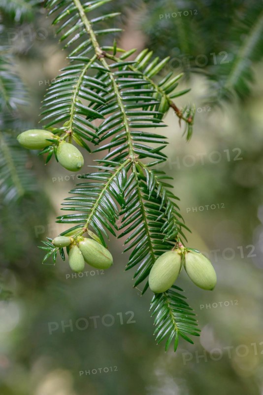 Japanese nutmeg-yew (Torreya nucifera), Arboretum Loismann, Ippenbüren, Lower Saxony, Germany