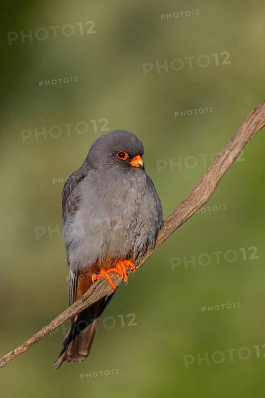Red-footed Falcon, (Falco vespertinu), perching station, falcon family, Tower Hide, Tiszaalpár, Kiskunsági National Park, Bács-Kiskun, Hungary
