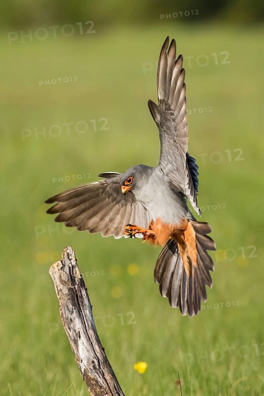 Red-Footed Falcon (Falco vespertinus), adult male landing on a branch, Galicia, Spain