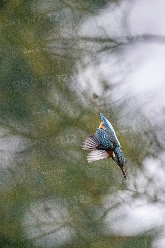 Common kingfisher (Alcedo atthis) in a dive, Emsland, Lower Saxony, Germany