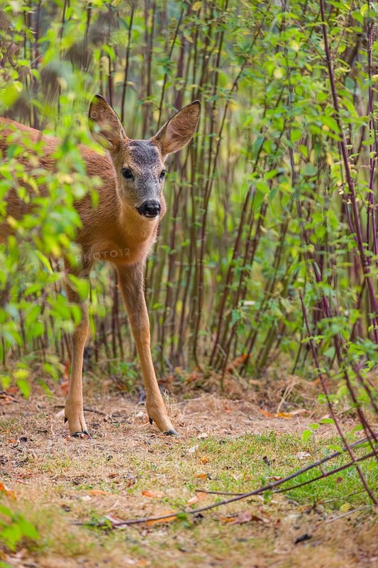 A roe deer fawn (Capreolus capreolus) stands in a nettle thicket