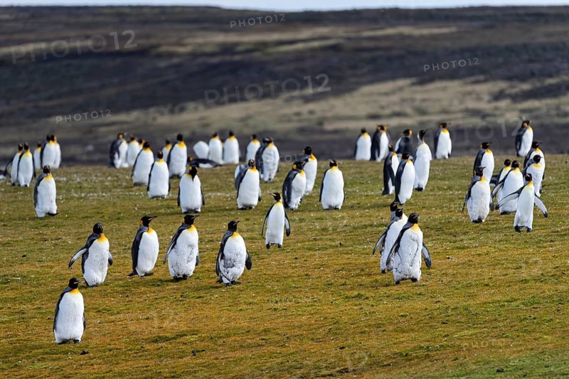King penguins (Aptenodytes patagonicus), colony on grassy area, hilly landscape in the background, Volunteer Point, East Falkland, Falkland Islands