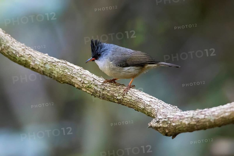 Black-chinned Yuhina (Yuhina nigrimenta) perched on a branch, Di Linh, Vietnam
