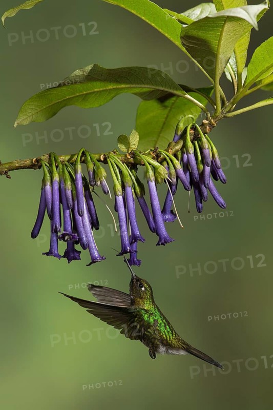 Tourlamine Sunangel (Heliangelus exortis) flying while feeding at a flower in Ecuador