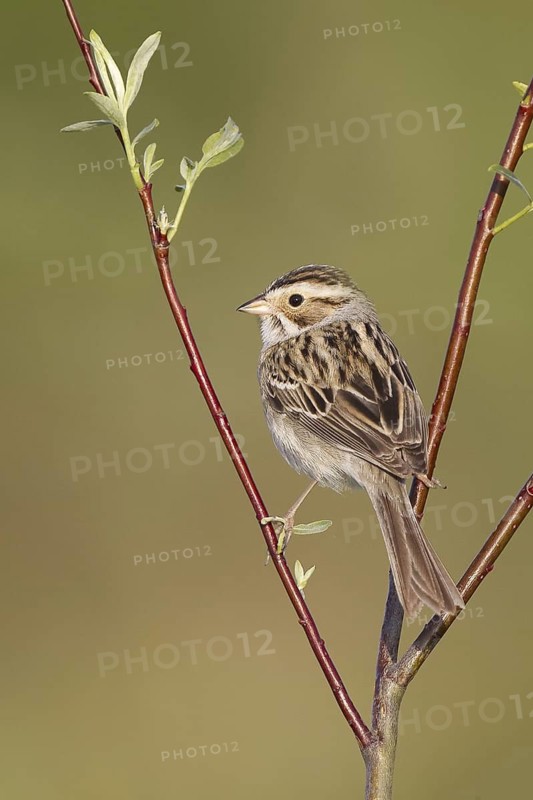 Clay-colored Sparrow (Spizella pallida), Michigan, USA