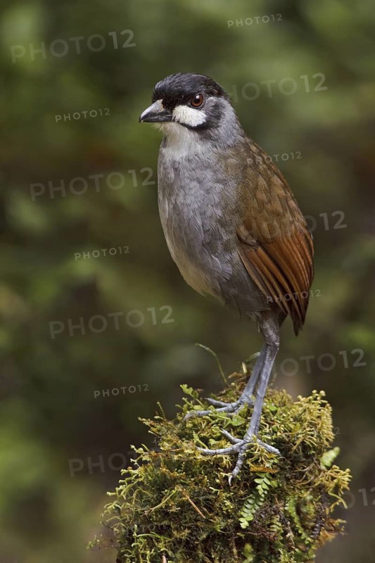 Jocotoco Antpitta (Grallaria ridgelyi), Ecuador