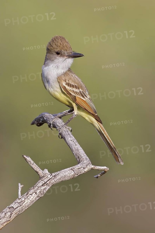 Brown-crested Flycatcher (Myiarchus tyrannulus) perched on a branch in southern Arizona, USA