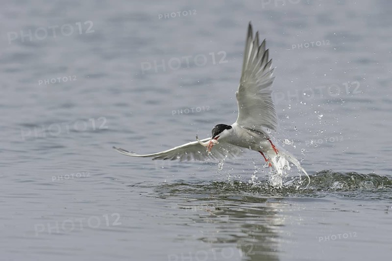Common Tern (Sterna hirundo) flying, Lower Saxony, Germany
