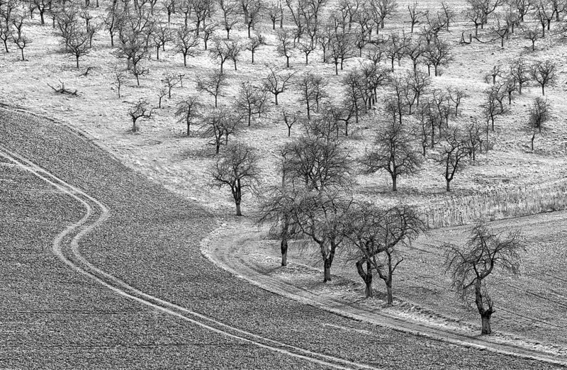 Cherry plantation, district of Northeim, Lower Saxony, Germany