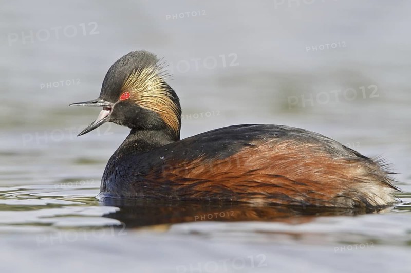Black-necked Grebe (Podiceps nigricollis), British Columbia, Canada