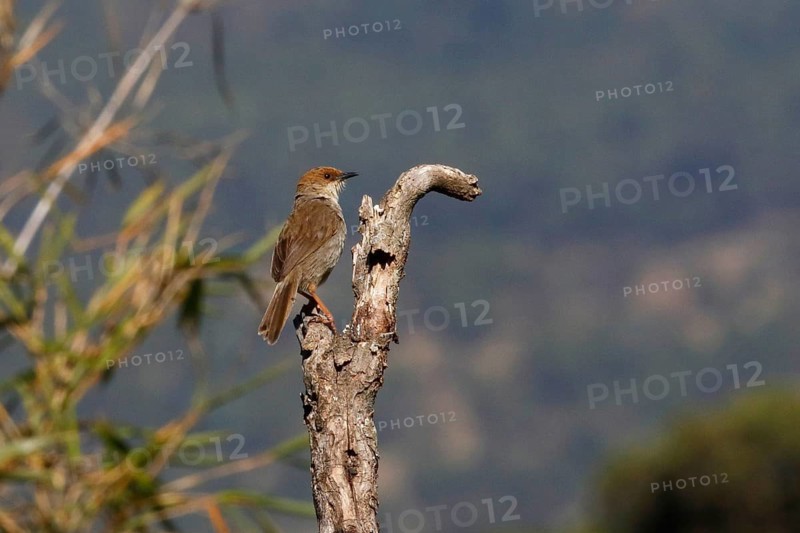 Hunter's Cisticola, Cisticola hunteri
