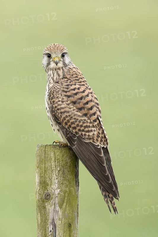 Torenvalk; Common Kestrel; Falco tinnunculus;