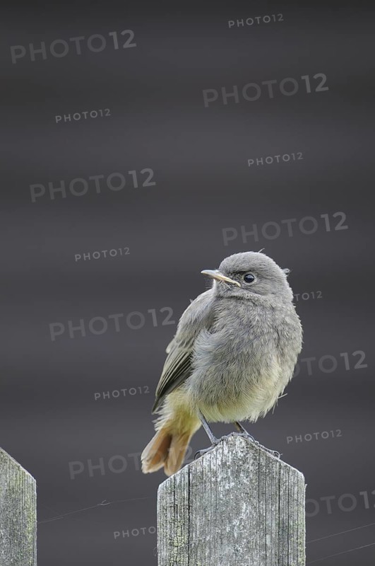 Black Redstart (Phoenicurus ochruros) juvenile, Thuringia, Germany