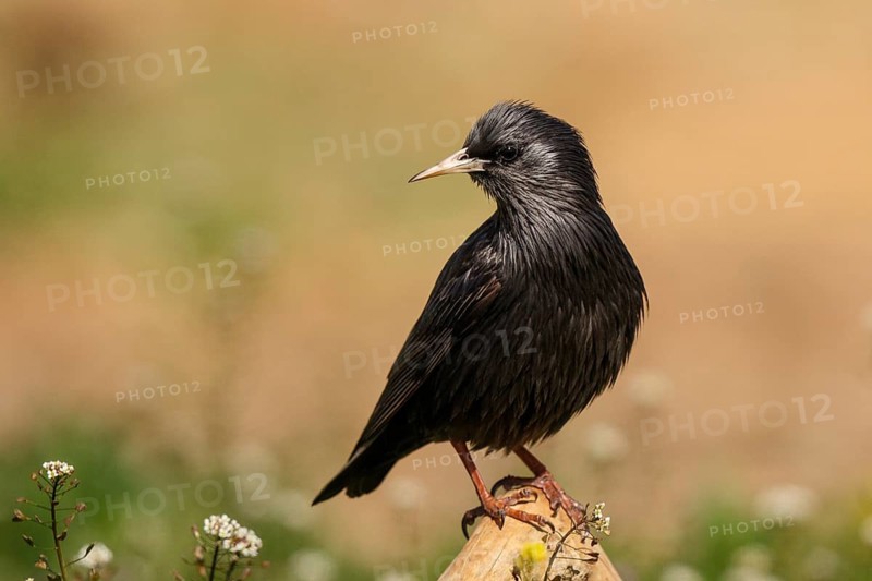 Spotless Starling (Sturnus unicolor) perched on a branch, Spain