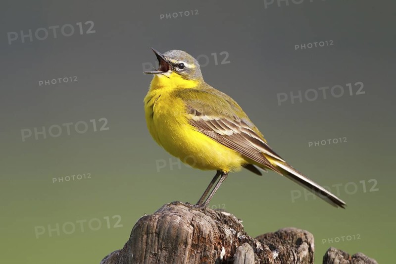 Western Yellow Wagtail (Motacilla flava) male singing, North Rhine-Westphalia, Germany