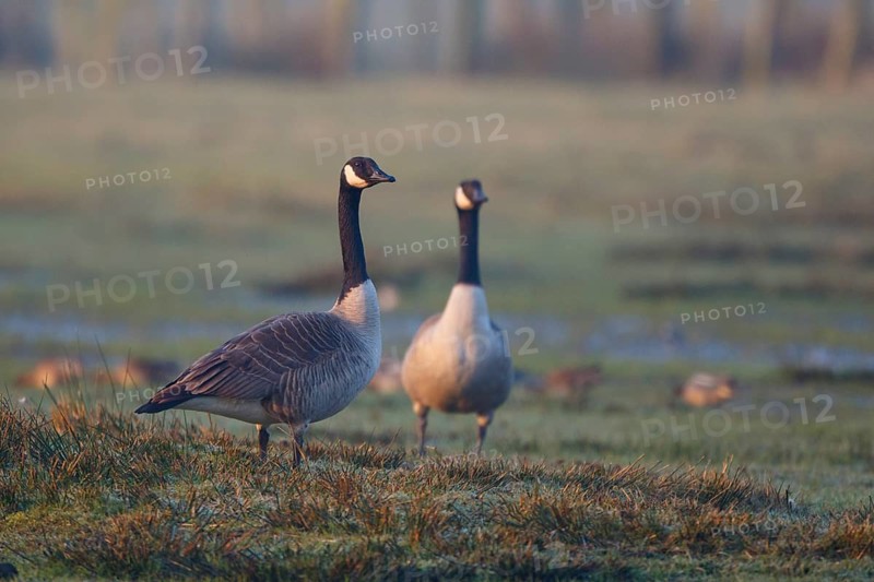 Canada Goose (Branta canadensis), North Rhine-Westphalia, Germany