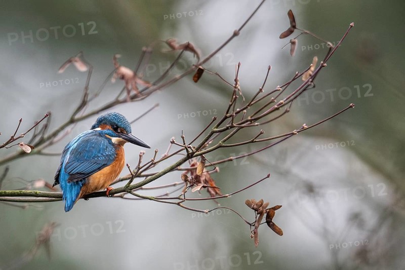 Kingfisher (Alcedo atthis), Emsland, Lower Saxony, Germany