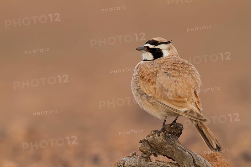 Temminck's Horned Lark - Saharaohrenlerche - Eremophila bilopha, Morocco