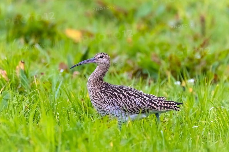 Eurasian curlew, (Numenius aquata), animals, birds, snipe family, Norway, Scandinavia