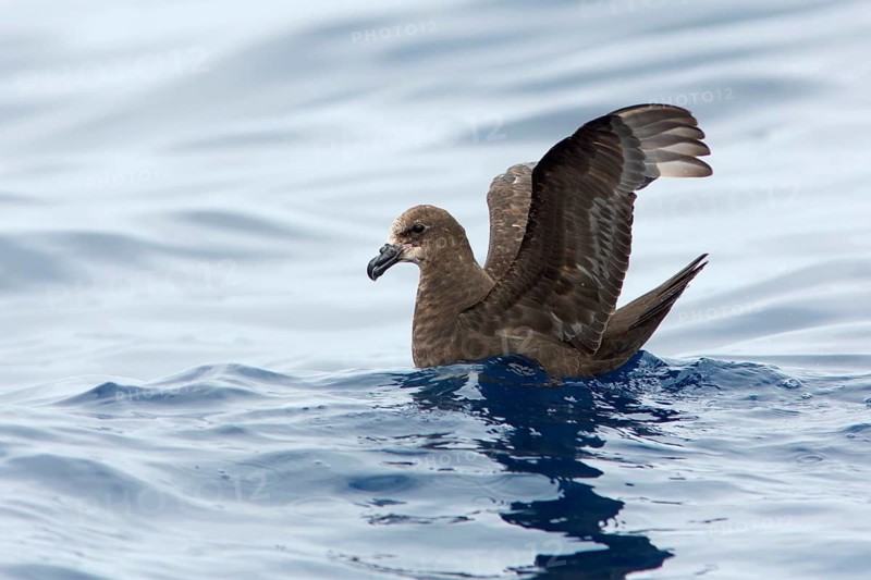 Great-winged Petrel (Pterodroma gouldi), Victoria, Australia