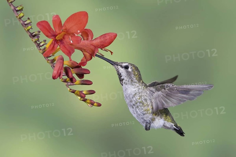 Anna's Hummingbird (Calypte anna), British Columbia, Canada
