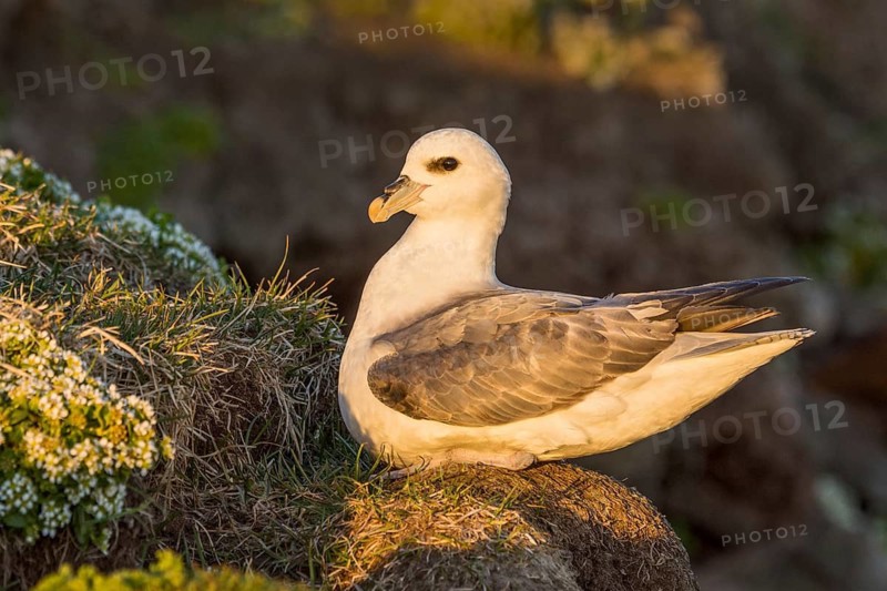 Northern Fulmar (Fulmarus glacialis) perched on cliff, Iceland