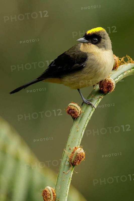 Black-goggled Tanager (Trichothraupis melanops) perched on a branch in the Atlantic Rainforest Region of Brazil