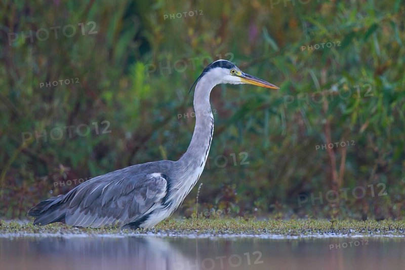 Grey Heron (Ardea cinerea) foraging, North Rhine-Westphalia, Germany
