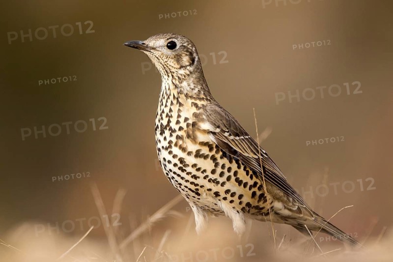 Mistle Thrush (Turdus viscivorus) perched on the ground, Aragon, Spain