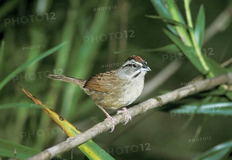 Rusty Sparrow Aimophila rufescens Mountain Pine Ridge, Belize January Adult Emberizidae