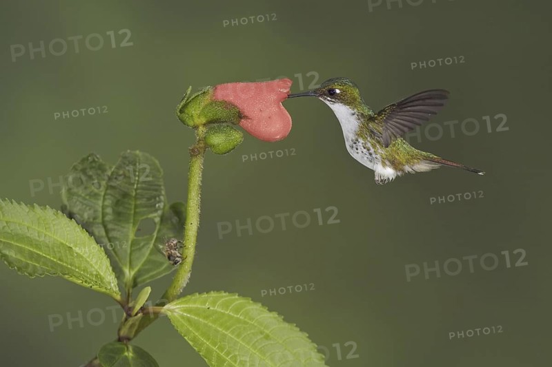 Booted Racket-tail (Ocreatus underwoodii), Ecuador