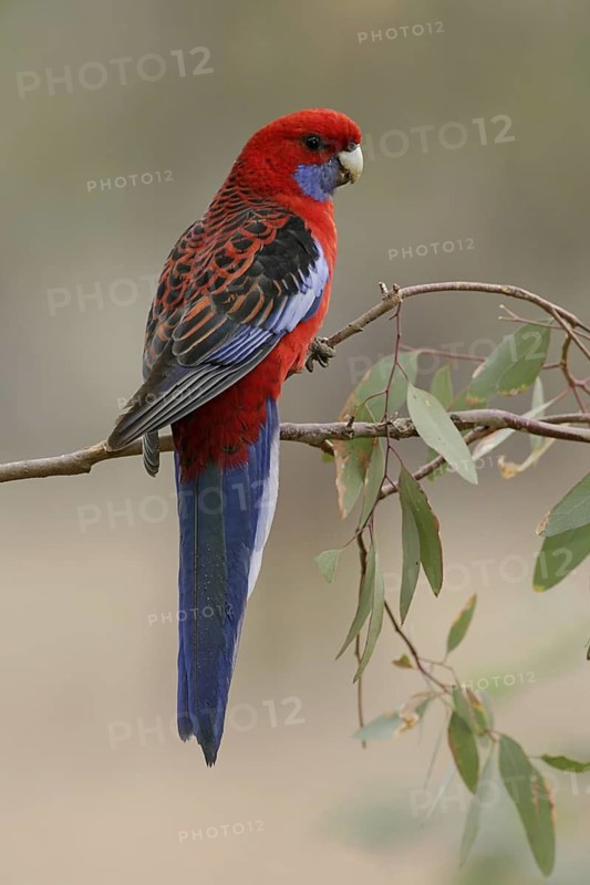 Crimson Rosella (Platycercus elegans), Australian Capital Territory, Australia