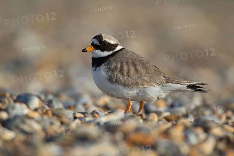 Ringed plover (Charadrius hiaticula) adult wading bird on a shingle beach, Norfolk, England, United Kingdom