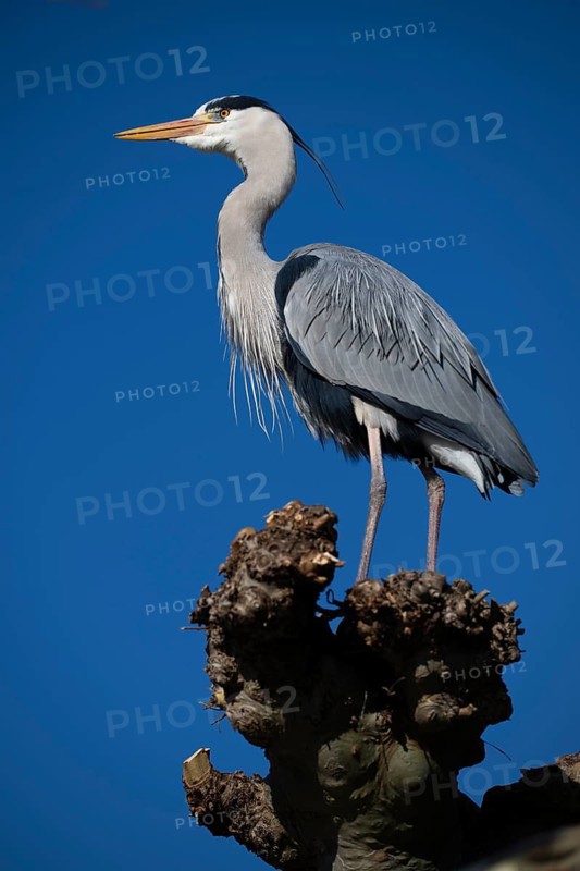 Grey heron (Ardea cinerea) standing on a branch, Stuttgart, Baden-Württemberg, Germany