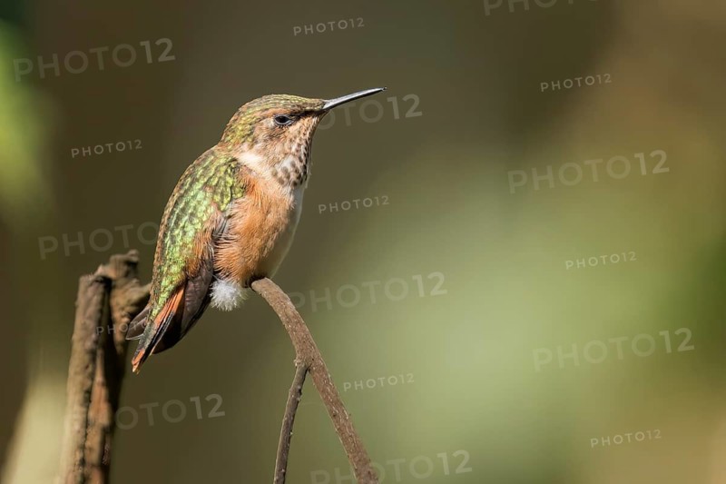 Bumblebee Hummingbird (Atthis heloisa) perched on a branch in Oaxaca, Mexico