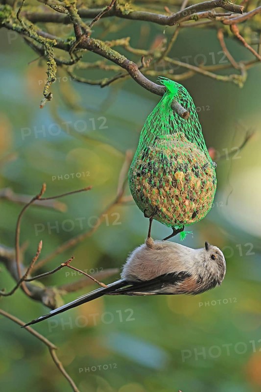 Long-tailed Tit (Aegithalos caudatus), hanging on a tit dumpling, Arnsberg, North Rhine-Westphalia, Germany