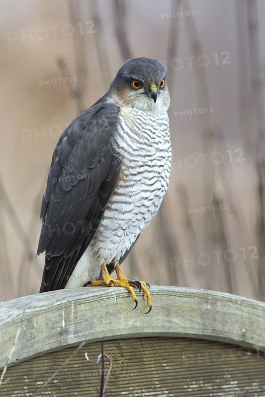 Eurasian Sparrowhawk (Accipiter nisus) male perched on a wooden partition wall in garden, Mecklenburg-Western Pomerania, Germany