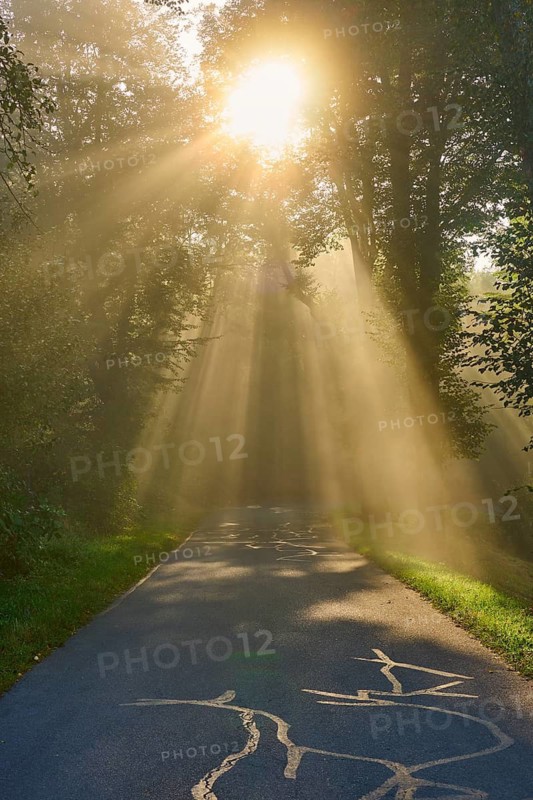 Forest road at sunrise, rays of light break through the trees in a foggy atmosphere, Großheubach, Miltenberg, Spessart, Bavaria, Germany