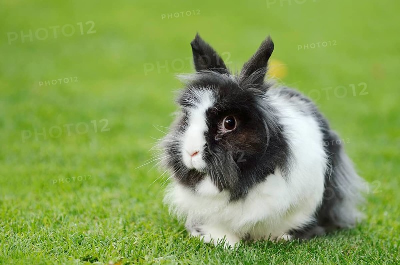 Lionhead rabbit (Oryctolagus cuniculus forma domestica) in a meadow, North Rhine-Westphalia, Germany