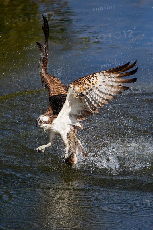 Western osprey (Pandion haliaetus) fishing, Finland