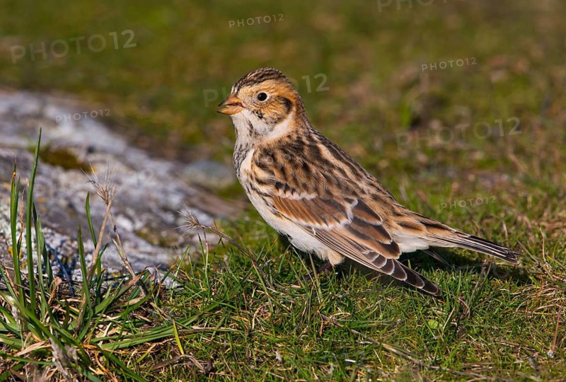 Lapland Longspur Winter Plumage (Calcarius lapponicus) - Victoria BC, Canada