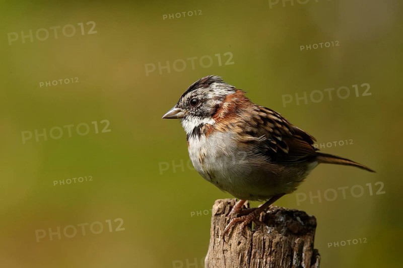 Rufous-collared Sparrow (Zonotrichia capensis) juvenile perched on a stake, Costa Rica