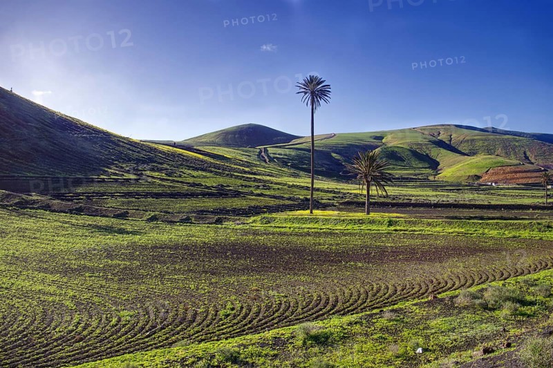 Green landscape with palm trees and cultivated fields, Yaiza Lanzarote