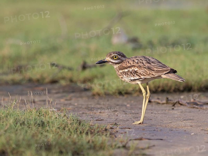 Indian Stone-curlew (Burhinus indicus), Sri Lanka