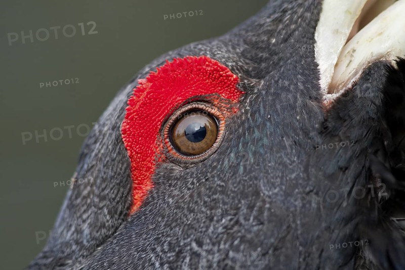 Western Capercaillie (Tetrao urogallus) male, Baden-Wuerttemberg, Germany