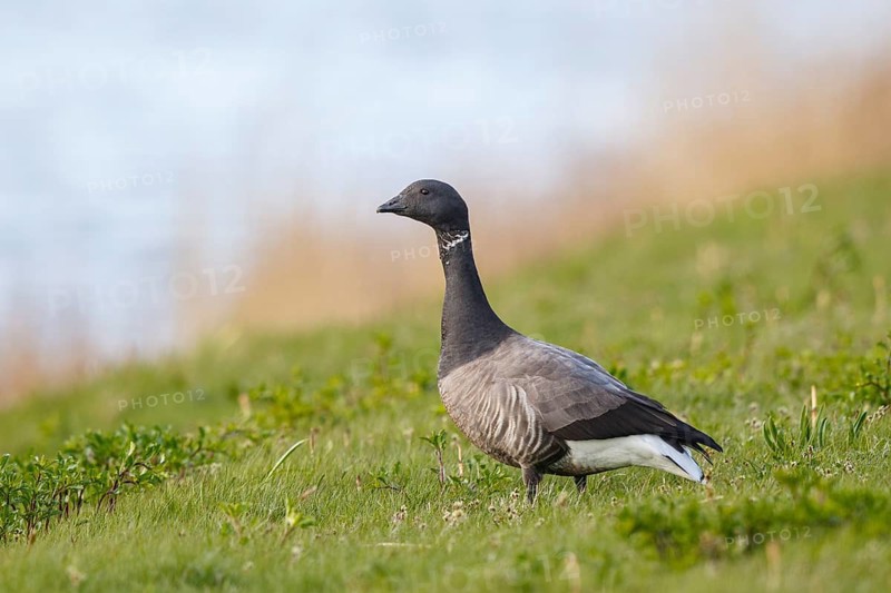 Brant Goose (Branta bernicla), Netherlands