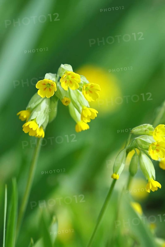 Common cowslip (Primula veris), flowering, spring, North Rhine-Westphalia, Germany