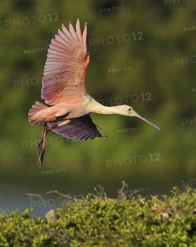 Roseate Spoonbill (Platalea ajaja), Texas, USA